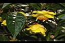 中東金花茶-花01.JPG