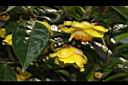 中東金花茶-花02.JPG