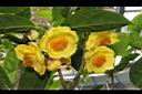 中東金花茶-花04.JPG
