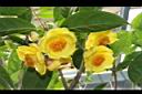 中東金花茶-花05.JPG