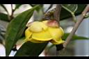 中東金花茶-花06.JPG