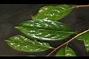 中東金花茶-葉05.JPG