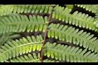 中華裡白-小羽裂苞20.JPG