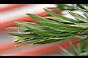 紅瓶刷子樹-葉2.jpg