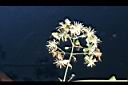 串鼻龍-花03.jpg
