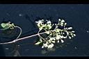 串鼻龍-花06.jpg