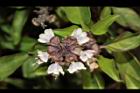 九層塔-花03.JPG