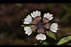 九層塔-花11.JPG