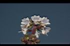九層塔-花13.JPG