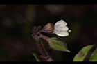 九層塔-花21.JPG