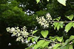 九芎-花序01.JPG