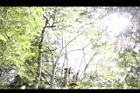 九芎-黃葉10.JPG