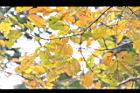 九芎-黃葉34.JPG