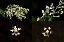 九芎-花1.jpg