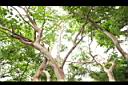 九芎-莖02.JPG