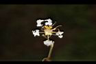 九芎-花03.JPG