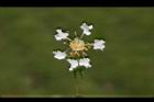 九芎-花11.JPG