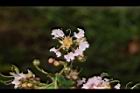 九芎-花17.JPG
