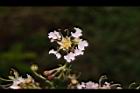 九芎-花18.JPG