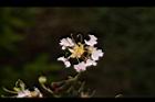 九芎-花19.JPG