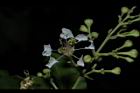 九芎-花20.JPG
