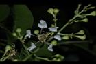 九芎-花22.JPG