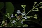 九芎-花23.JPG