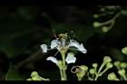 九芎-花26.JPG