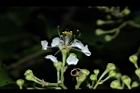 九芎-花27.JPG
