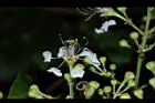 九芎-花30.JPG