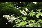 九芎-花序00.JPG