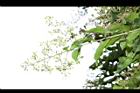 九芎-花序02.JPG