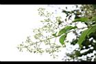 九芎-花序03.JPG