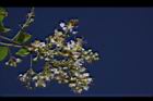 九芎-花序10.JPG
