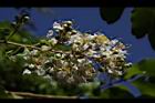 九芎-花序15.JPG