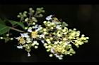 九芎-花序25.JPG