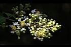 九芎-花序26.JPG