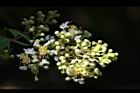 九芎-花序27.JPG