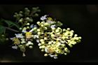 九芎-花序28.JPG