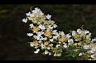 九芎-花序33.JPG