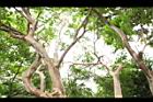 九芎-莖06.JPG