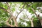 九芎-莖07.JPG