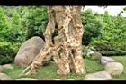 九芎-莖28.JPG