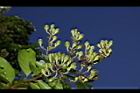 九芎-青實14.JPG