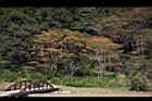 九芎06.JPG