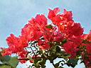 九重葛-花04.JPG