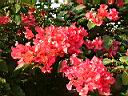 九重葛-花05.JPG