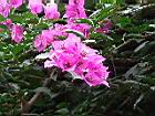九重葛-花01.JPG