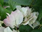 九重葛-花16.JPG