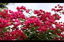 九重葛-花10.jpg